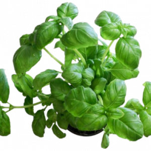 Basil